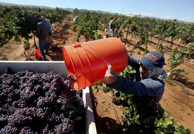 Callaghan Vineyards wine harvest
